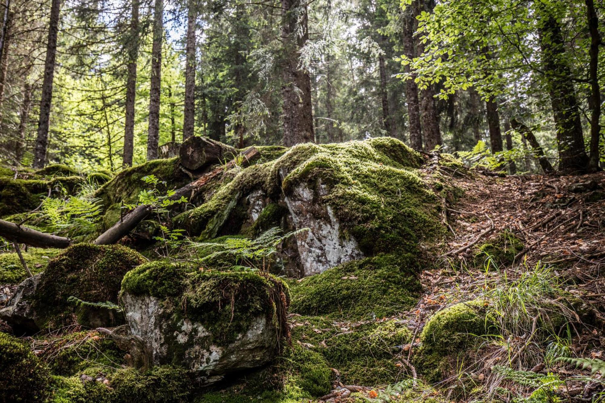 Ferienwohnung Seeblick Nr 5, 2 Zi-Baerental, Feldberg Rotwasser Luaran gambar